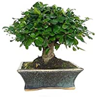 Los mejores  - Carmona microphylla 5 años